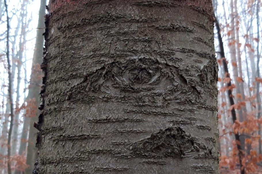 Daniel Bils - Augen- und Sehtraining Daniel Bils - Augen- und Sehtraining - Bild von einem Baum dessen Rinde einem Auge ähnelt